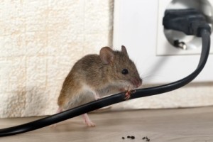 Mice Control, Pest Control in Harrow, Harrow on the Hill, HA1. Call Now 020 8166 9746